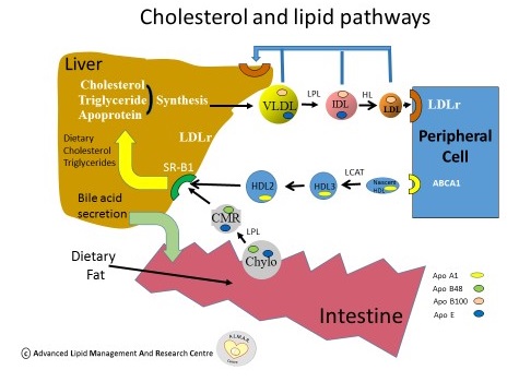 Cholesterol Levels Chart Ireland